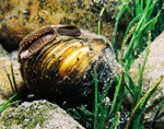 Freshwater mussel