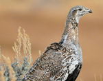 image of a female greater sage grouse