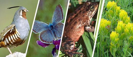 Collage image of a California quail, Fender's blue butterfly, Oregon spotted frog, and golden paintbrush