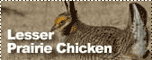 Lesser Prairie Chicken