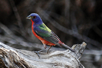 Photo of a painted bunting