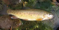 Photo of a Gila trout