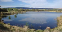 Photo of a private pond where razorback sucker is grown