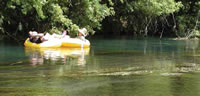 Photo of tubers floating by emergent Texas wild rice in the San Marcos River