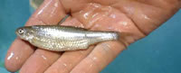 Photo of a silvery minnow laden with eggs