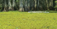 Photo of giant salvinia covering east Texas bayou