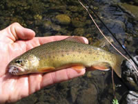 Photo of a Gila trout