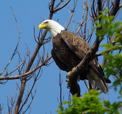 Bald Eagle. USFWS photo.