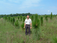 Longleaf pine planting in Georgia.