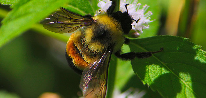 Rusty patched bumble bee. Photo courtesy of Dan Mullen/Creative Commons.