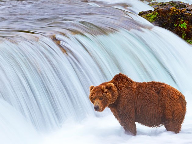 A grizzly bear patiently watches and waits for a salmon to leap from Brooks Falls, Katmai National Park and Preserve. (Sandeep Rajagopal, Share the Experience)