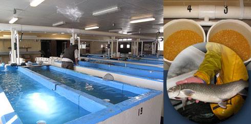 Saratoga Species and Production: (Photos clockwise from left) Raceways inside the hatchery, Eggs from spawning, Lake trout. Credit: USFWS.