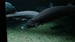 Photo of a Lake Sturgeon. Credit: USFWS.