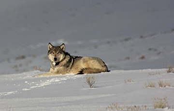 Gray wolf. Credit: Credit: USFWS.