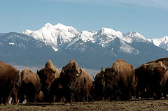 Bison on the National Bison Range. Credit: USFWS.