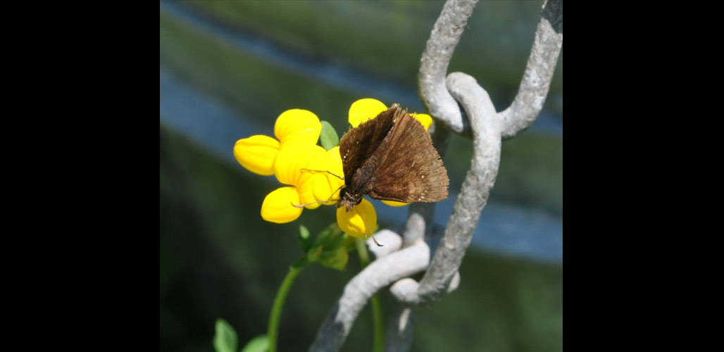 Photo of a Columbine Dusky Wing Butterfly. Photo Credit: Aaron Carlson / Creative Commons.