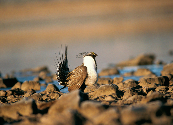 Male greater sage grouse in mating display on rocky ground. Credit: Dave Menke/USFWS.