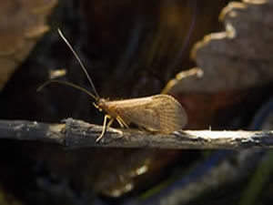 Platte River Caddisfly (Ironoquia plattensis), a rare insect being considered for Endangered Species protection, photographed in a slough near Central City, Hamilton County, Nebraska. Credit: Eric Fowler, NEBRASKAland Magazine / Nebraska Game and Parks