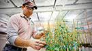 In the BioEnergy Science Center, researcher examines a tray of Arabidopsis.