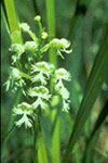 western prairie fringed orchid