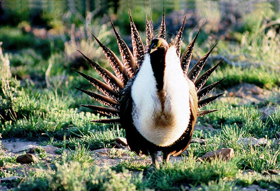 Greater sage-grouse. Credit: Bureau of Land Management.