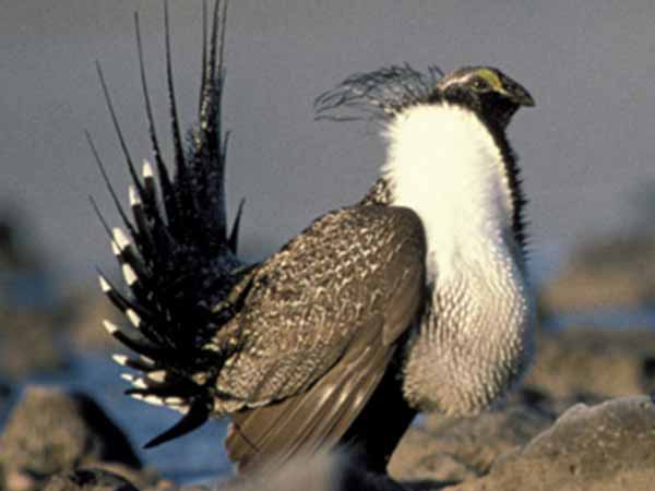 Greater sage-grouse. Clear Lake National Wildlife Refuge. Credit: USFWS.