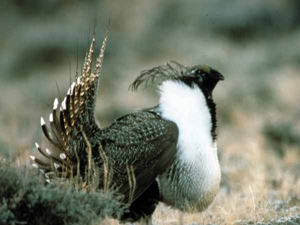 A greater sage-grouse male. Credit: USFWS.