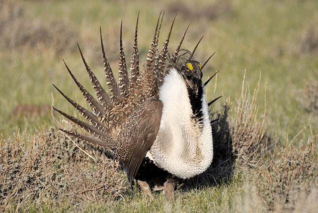 A greater sage-grouse male struts. Credit: Jeannie Stafford/USFWS.