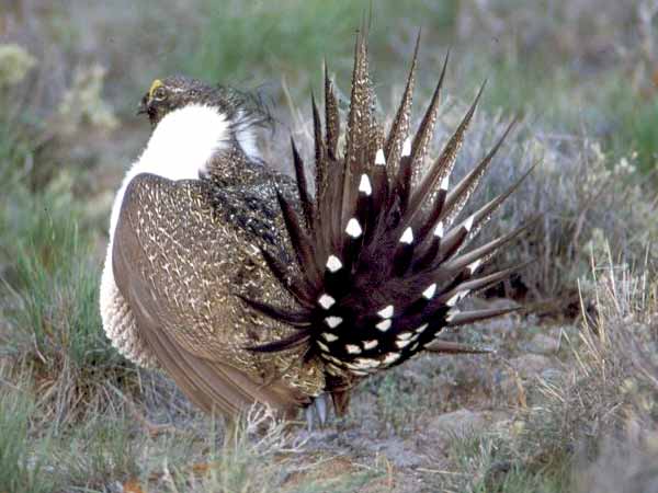 Greater sage-grouse. Credit: California Bureau of Land Management.