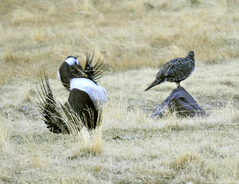 A male greater sage-grouse on display on a lek. Credit: USFWS 