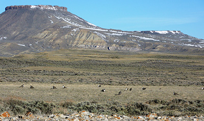 Greater Sage-Grouse in field. Credit: USFWS.