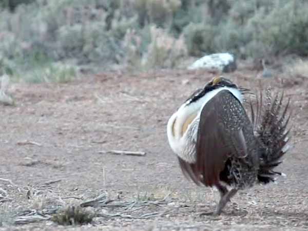 A greater sage-grouse male. Credit: USFWS.