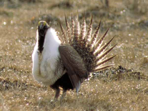 A greater sage-grouse male struts. Credit: Jeannie Stafford/USFWS.