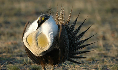 Greater Sage-Grouse.  Credit: USFWS.