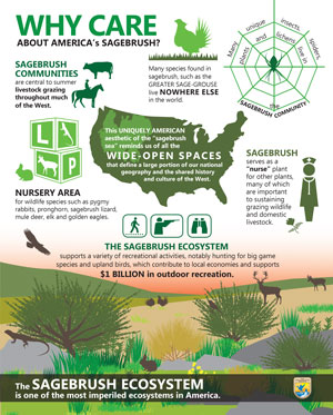 Thumbnail image Why Care About America's Sagebrush infographic.