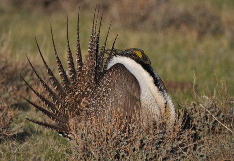 Jeanne Stafford / USFWS 