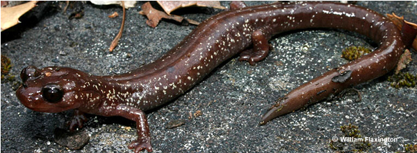 Photo - Siskiyou Mountain Salamander (Courtesy of William Flaxington).