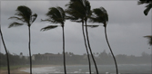 Palm trees in a hurricane