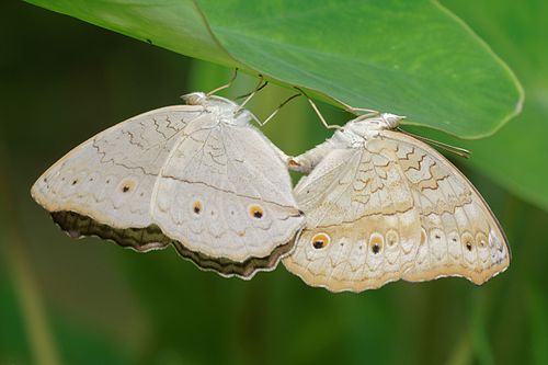 Junonia atlites-Kadavoor-2016-06-23-001.jpg