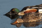 150 N Shovelers feeding