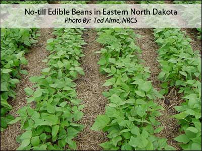 No-till Edible Beans in Eastern North Dakota