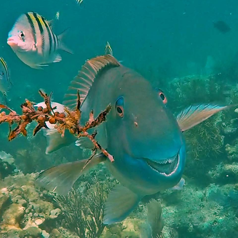 a blue fish smiles at the camera while a striped fish pouts in the background