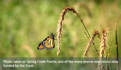 Photo Taken at Spring Creek Prairie, one of the many prairie restoration sites funded by the Trust.