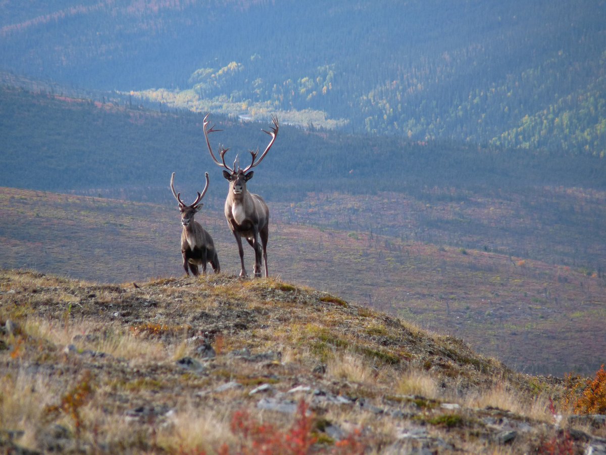 Two caribou on ridge in the Steese National Conservation Area during the fall. Photo by Jim Herriges
