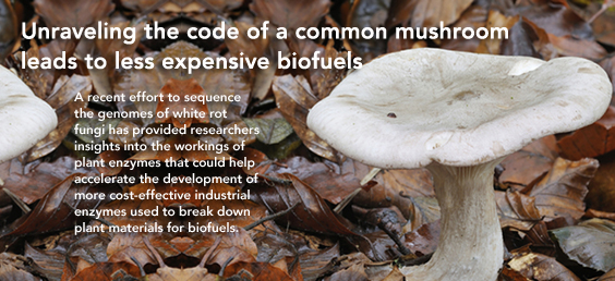 Unraveling the code of a common mushroom leads to less expensive biofuels