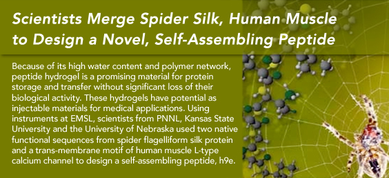 Scientists Merge Spider Silk, Human Muscle to Design a Novel, Self-Assembling Peptide