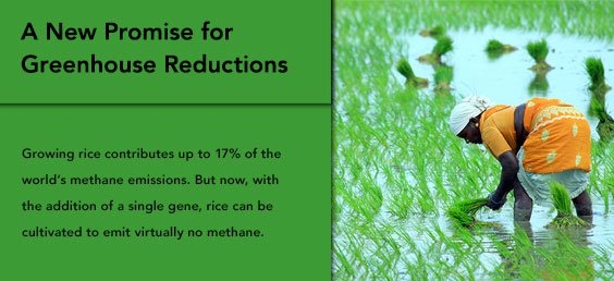 A New Promise for Greenhouse Reductions