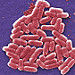 Colorized scanning electron micrograph of E. coli.