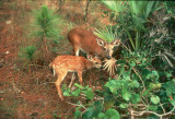 Human-Wildlife Interactions: Coexisting with Key Deer