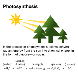 Photosynthesis. In the process of photosynthesis, plants convert radiant energy from the sun into chemical energy in the form of glucose or sugar. Water plus carbon dioxide plus sunlight yields glucose plus oxygen. Six water plus six carbon dioxide plus radiant energy yields sugar plus six oxygen.